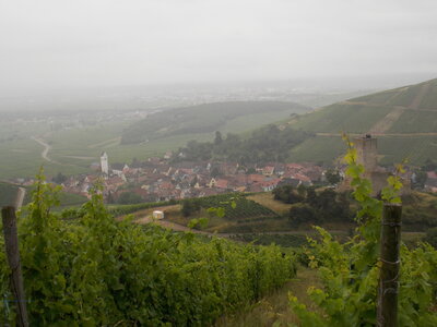 Les châteaux(Le Haut-Koenigsbourg,le Hagueneck(au dessus de Wettolsheim) vue des 3 châteaux depuis Wettolsheim ,Le Wineck(Katzenthal),Le Ulric et le Griesbech(Ribeauvillé)et vue du Haut-ribeaupierre(depuis le Ulric c est le château tout en haut on voit juste un peu sa tour) , DSCN1458