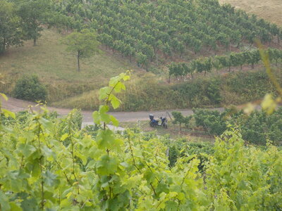 Les châteaux(Le Haut-Koenigsbourg,le Hagueneck(au dessus de Wettolsheim) vue des 3 châteaux depuis Wettolsheim ,Le Wineck(Katzenthal),Le Ulric et le Griesbech(Ribeauvillé)et vue du Haut-ribeaupierre(depuis le Ulric c est le château tout en haut on voit juste un peu sa tour) , DSCN1459