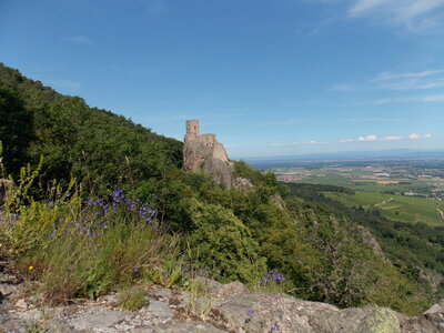 Les châteaux(Le Haut-Koenigsbourg,le Hagueneck(au dessus de Wettolsheim) vue des 3 châteaux depuis Wettolsheim ,Le Wineck(Katzenthal),Le Ulric et le Griesbech(Ribeauvillé)et vue du Haut-ribeaupierre(depuis le Ulric c est le château tout en haut on voit juste un peu sa tour) , DSCN1472