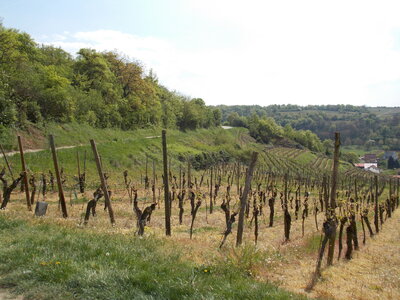 Marche populaire de Soultz(Haut-Rhin), DSCN0771