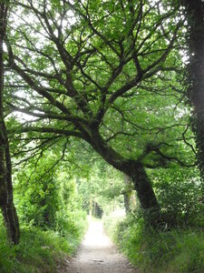Compostelle juillet 2014, P1030116