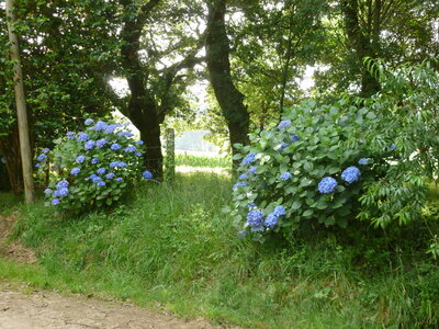 Compostelle juillet 2014, P1030124