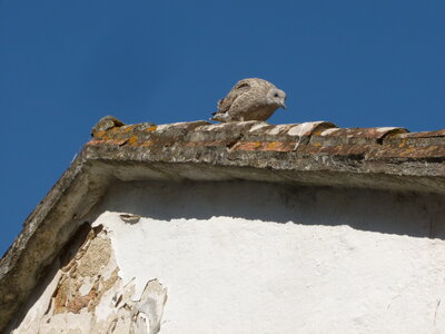 Compostelle juillet 2014, P1030211