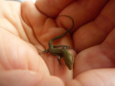 Les bestioles du verger, joe le lézard