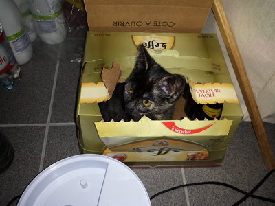 Pixelle, 20140730_071931