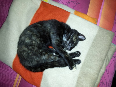 Pixelle, 20140731_111933