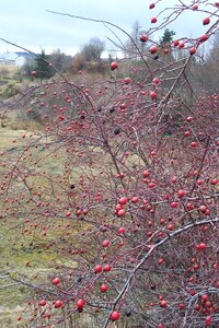 2007 02 Lozère Hôpital Saint Alban, 100_6063