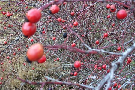 2007 02 Lozère Hôpital Saint Alban, 100_6065