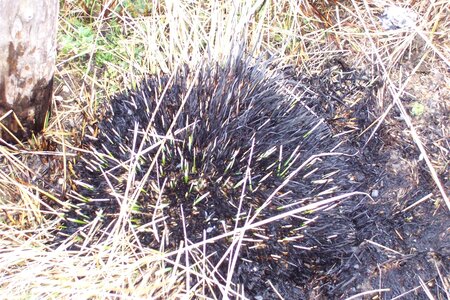 2007 02 Lozère Hôpital Saint Alban, 100_6085