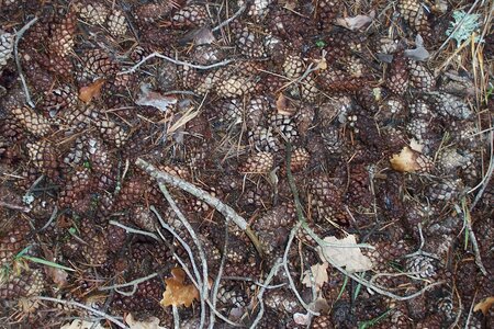 2007 02 Lozère Hôpital Saint Alban, 100_6090