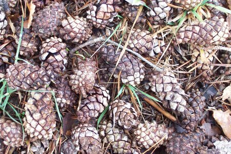 2007 02 Lozère Hôpital Saint Alban, 100_6091