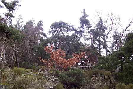 2007 02 Lozère Hôpital Saint Alban, 100_6104