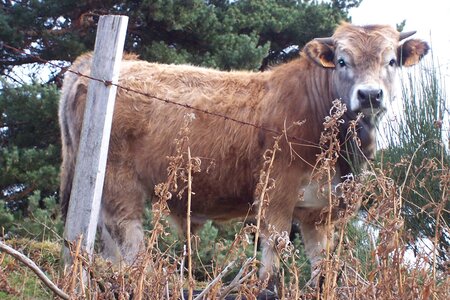 2007 02 Lozère Hôpital Saint Alban, 100_6140