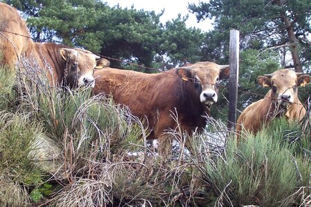 2007 02 Lozère Hôpital Saint Alban, 100_6141