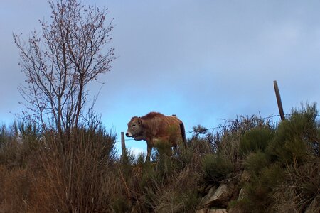 2007 02 Lozère Hôpital Saint Alban, 100_6142