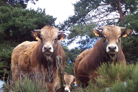 2007 02 Lozère Hôpital Saint Alban, 100_6144
