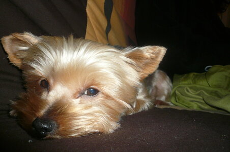 album FOURRETOUT , Photo 501