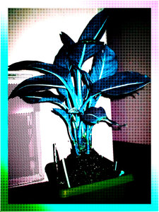 album 3, www.kizoa.com_img_0570 1 