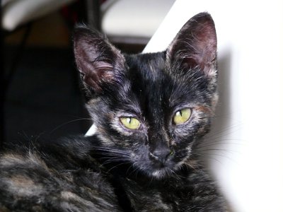 Pixelle, P1020174
