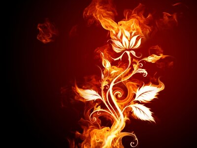 alb 4, www.kizoa.com_5292-rose-en-flamme-WallFizz