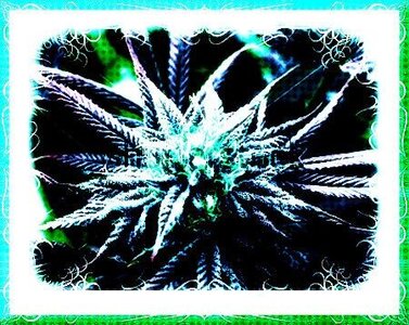 alb 4, www.kizoa.com_stock-photo-close-up-flower-bud-marijuana-plant-crystals-182720759