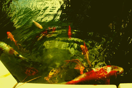alb 5, www.kizoa.com_015