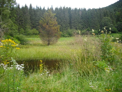 CIRCUIT DES MARAIS DE SEIGLIERES, Le marais des Seiglières