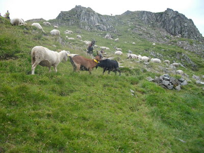 LACS DU CROZET ET DU DOMENON 12/08/2014, Combat de boucs sous le col de la Pra