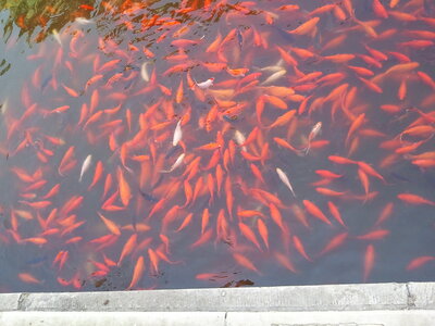 Beihai - Lac dans Pékin, Photo0595