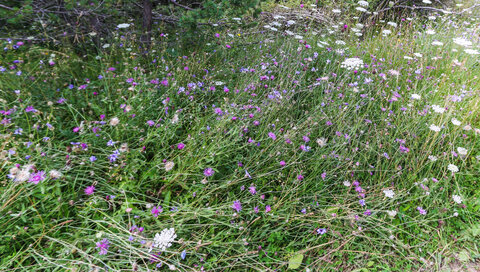 1ère randonnée dans la forêt, Fleurs de montagne