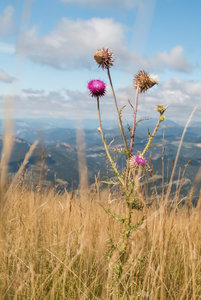 Randonnée Laup Froid - Pyramide, Chardon rose