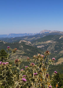 Randonnée Sapinière de Sarcena - Laup Froid, Chardons