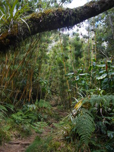 PITON PLAINE DES FOUGERES (Randonnée pédestre, île de la Réunion) : 10.7 km, 3 h 45, 630 m de dénivellation positive cumulée, P1, T1. Météo : nuageux, puis brouillard. Participants : Charles et Marcel., IMGP8478