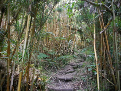 PITON PLAINE DES FOUGERES (Randonnée pédestre, île de la Réunion) : 10.7 km, 3 h 45, 630 m de dénivellation positive cumulée, P1, T1. Météo : nuageux, puis brouillard. Participants : Charles et Marcel., Bambous