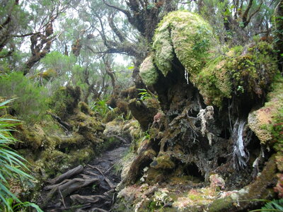 PITON PLAINE DES FOUGERES (Randonnée pédestre, île de la Réunion) : 10.7 km, 3 h 45, 630 m de dénivellation positive cumulée, P1, T1. Météo : nuageux, puis brouillard. Participants : Charles et Marcel., IMGP8484