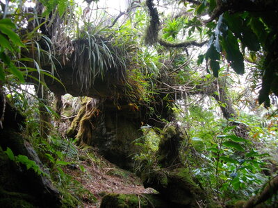 PITON PLAINE DES FOUGERES (Randonnée pédestre, île de la Réunion) : 10.7 km, 3 h 45, 630 m de dénivellation positive cumulée, P1, T1. Météo : nuageux, puis brouillard. Participants : Charles et Marcel., Retour par le sentier de la Rivière des Pluies