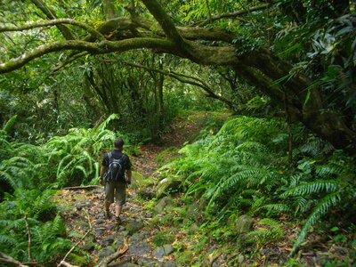 CASCADE BLANCHE 11 10 14 (Saint-André, Ile de la Réunion), Le sentier pénètre dans une forêt luxuriante