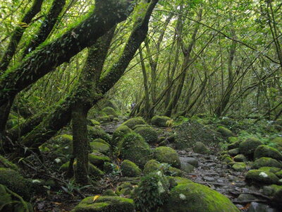 CASCADE BLANCHE 11 10 14 (Saint-André, Ile de la Réunion), La Forêt Fantastique