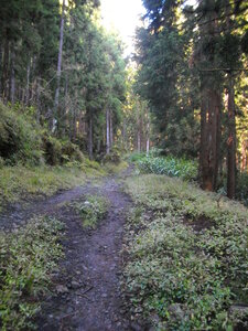 TOUR DU PITON DES NEIGES, 1ère ETAPE : HELL-BOURG (Cirque de salazie) - LA ROCHE MERVEILLEUSE (Cirque de Cilaos) Ile de la Réunion ; 6 h 30 de marche, 1505 m  , 1065 m - ; P3, T1.Météo :nuageux, passages de brouillard. Participant : Marcel, Forêt de Roche Plate