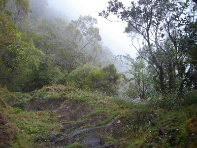 TOUR DU PITON DES NEIGES, 3ème ETAPE : MARLA (Mafate) - HELL-BOURG (Salazie) : 19.5 km, 7 h 15, 1100 m  , 1485 m - ; P3, T1. Météo : nuageux puis brouillard suintant, et à nouveau nuageux. Participant : Marcel, Vers la Plaine des Merles.