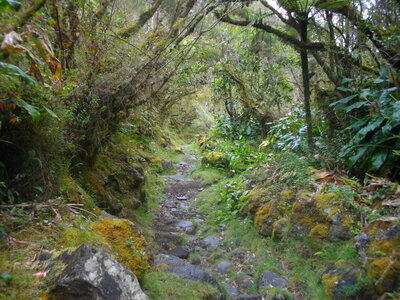 TOUR DU PITON DES NEIGES, 3ème ETAPE : MARLA (Mafate) - HELL-BOURG (Salazie) : 19.5 km, 7 h 15, 1100 m  , 1485 m - ; P3, T1. Météo : nuageux puis brouillard suintant, et à nouveau nuageux. Participant : Marcel, Très belle descente le long de la Ravine des Merles.