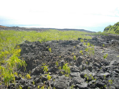 CÔTES SUD ET EST DE LA REUNION 16 10 14 : parcourues en partie à VTT entre St Philippe et Ste Rose ( 54 km, 3 h 32 à 15 km/h de moyenne, 455 m de dénivelé positif, parcours facile). Météo : beau à nuageux, fort vent de secteur sud. Participant : Marcel. , La coulée de lave s'étend jusqu'à l'océan