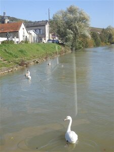 Déjeuner promenade sur la marne à Cumières le 19 Octobre 2014, LES CYGNES