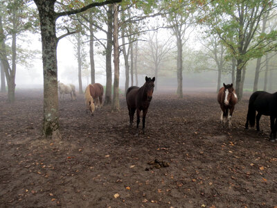 Chevaux, IMG_3602