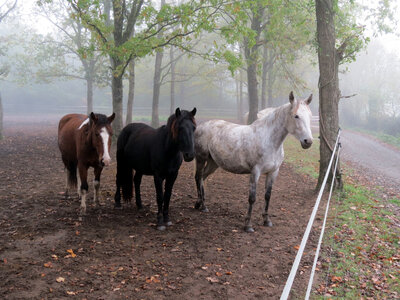 Chevaux, IMG_3604