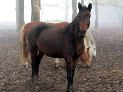 Chevaux, IMG_3605