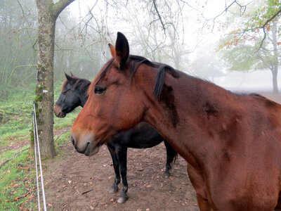 Chevaux, IMG_3606