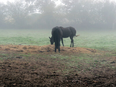 Chevaux, IMG_3608