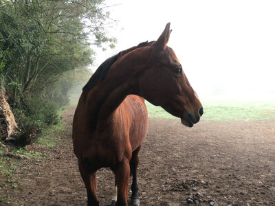 Chevaux, IMG_3609