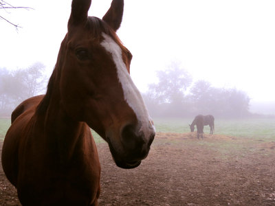 Chevaux, IMG_3610